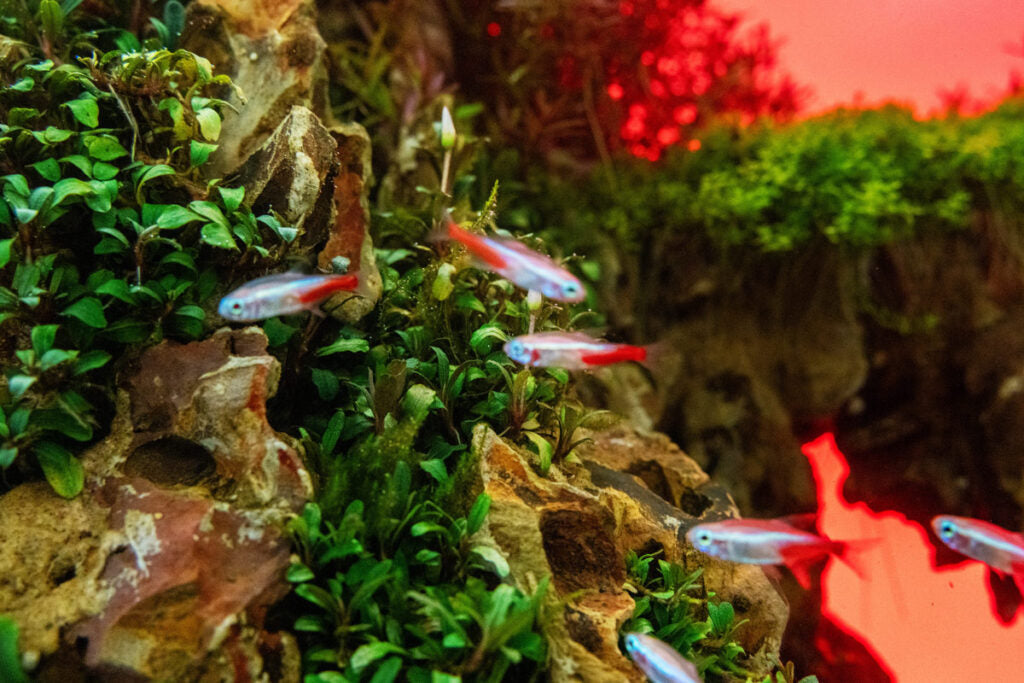 UNS Atmos Aquarium Light Background