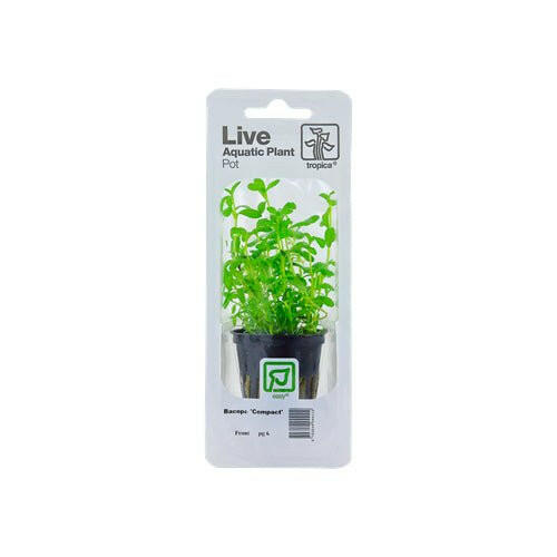 Tropica Bacopa Compact - Charterhouse Aquatics