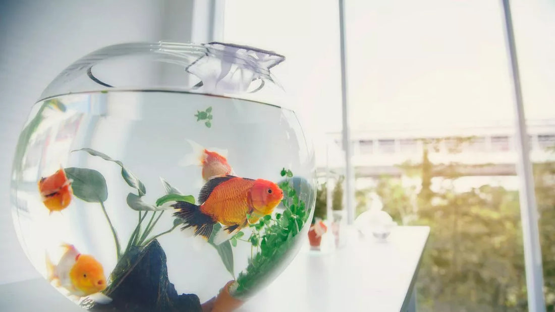 What Is the Best Size Aquarium for a Beginner?