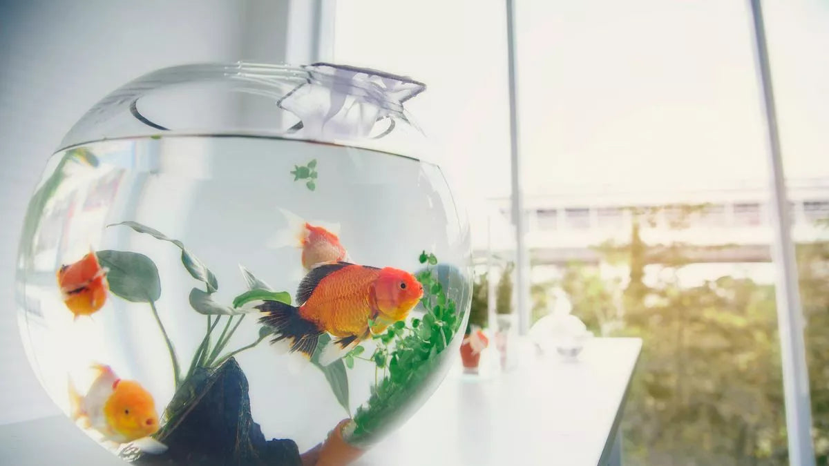 What Is the Best Size Aquarium for a Beginner?