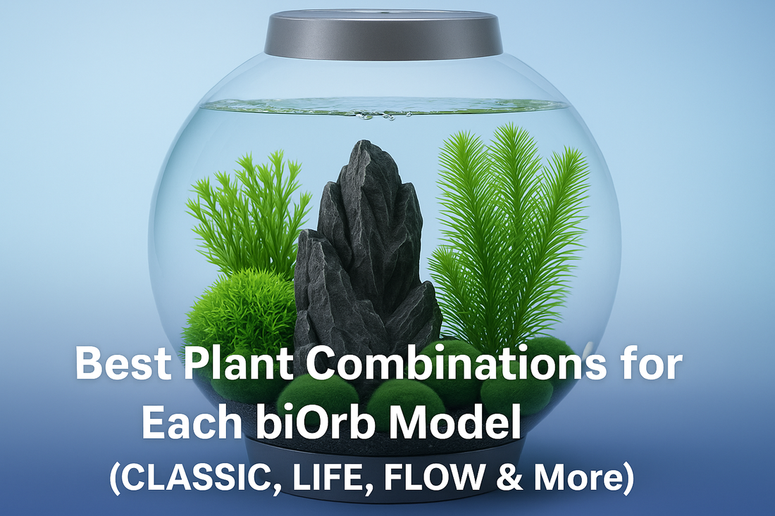 Best Plant Combinations for Each biOrb Model (CLASSIC, LIFE, FLOW & More)