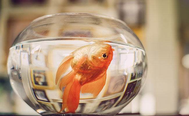 Why Does My Fish Keep Dying in My Aquarium?