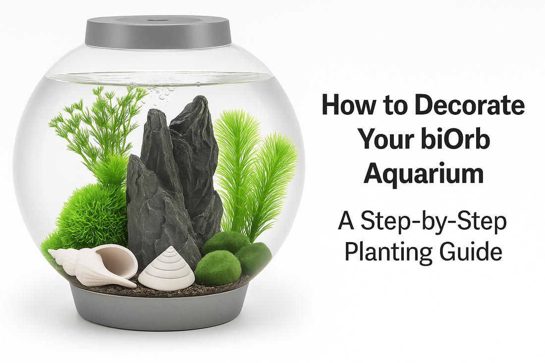 How to Decorate Your biOrb Aquarium: A Step-by-Step Planting Guide