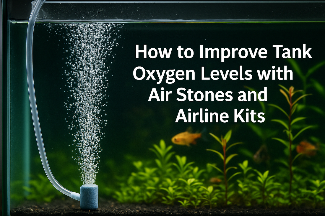 How to Improve Tank Oxygen Levels with Air Stones and Airline Kits