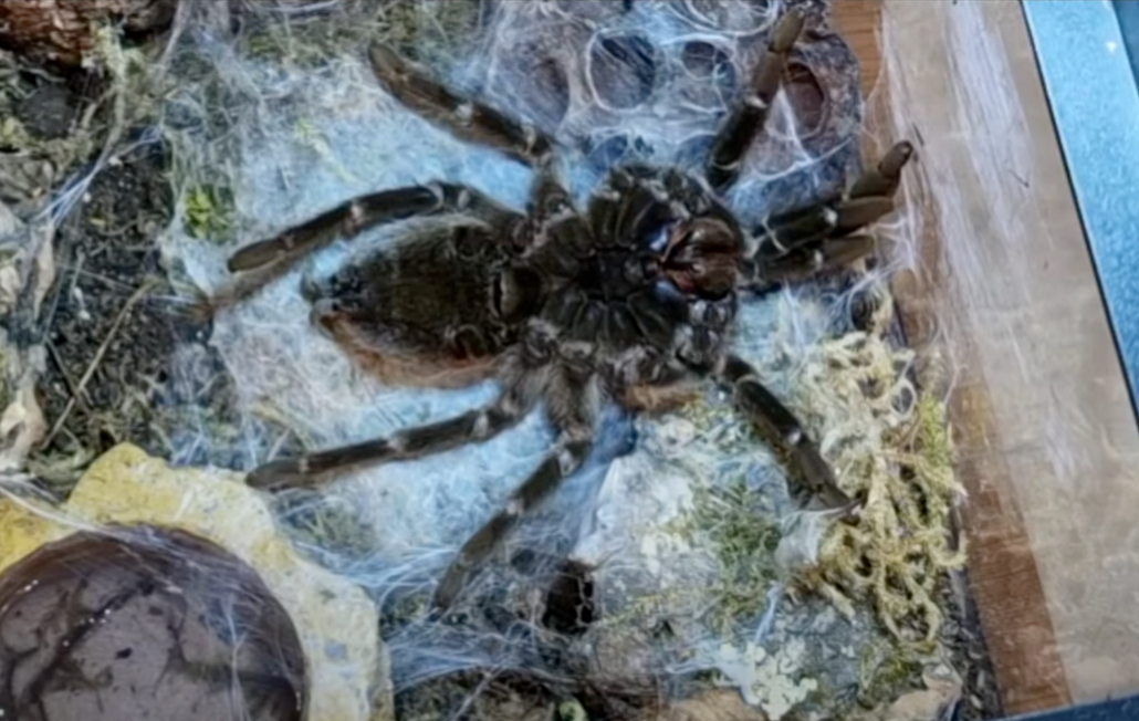 Tarantula Molting Time-Lapse brachypelma sp. Amazing footage!