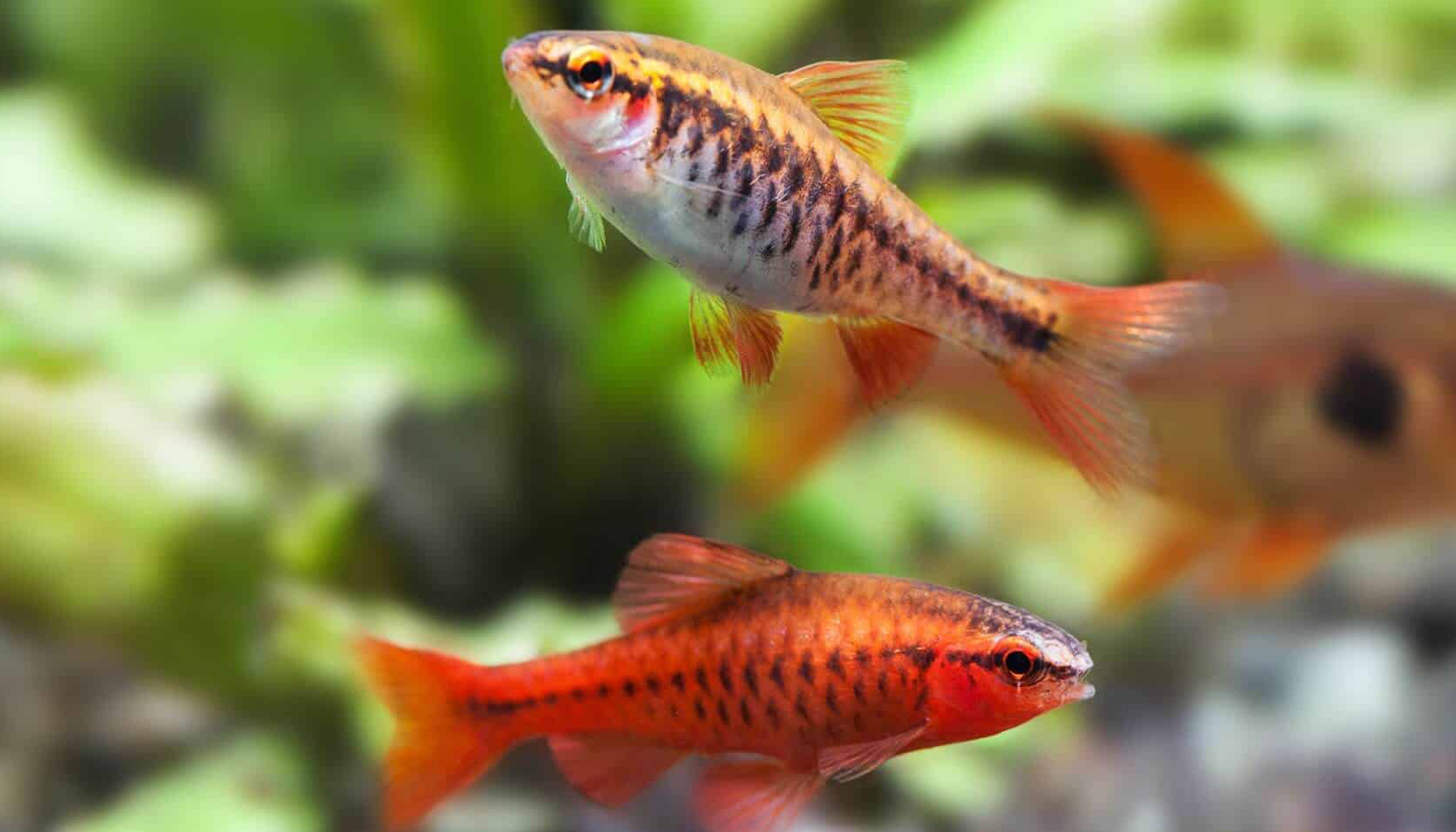 The 10 Best Fish for your first Tropical Aquarium