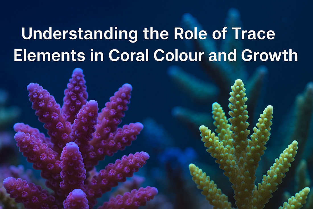 Understanding the Role of Trace Elements in Coral Colour and Growth