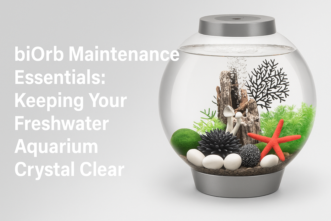 biOrb Maintenance Essentials: Keeping Your Freshwater Aquarium Crystal Clear