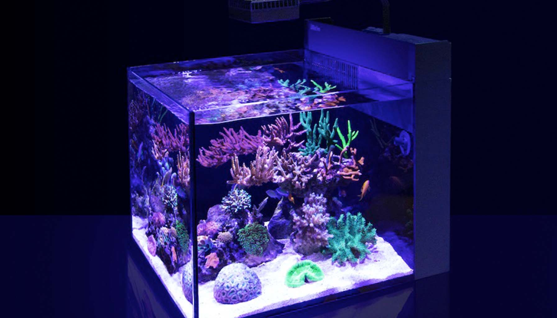 A Beginner Reefkeeper's Shopping List: Everything You Need to Get Started