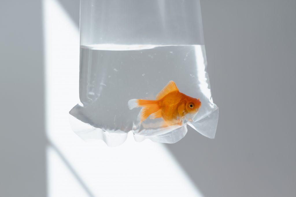 Freshwater vs Saltwater Aquariums: Which Should You Choose?