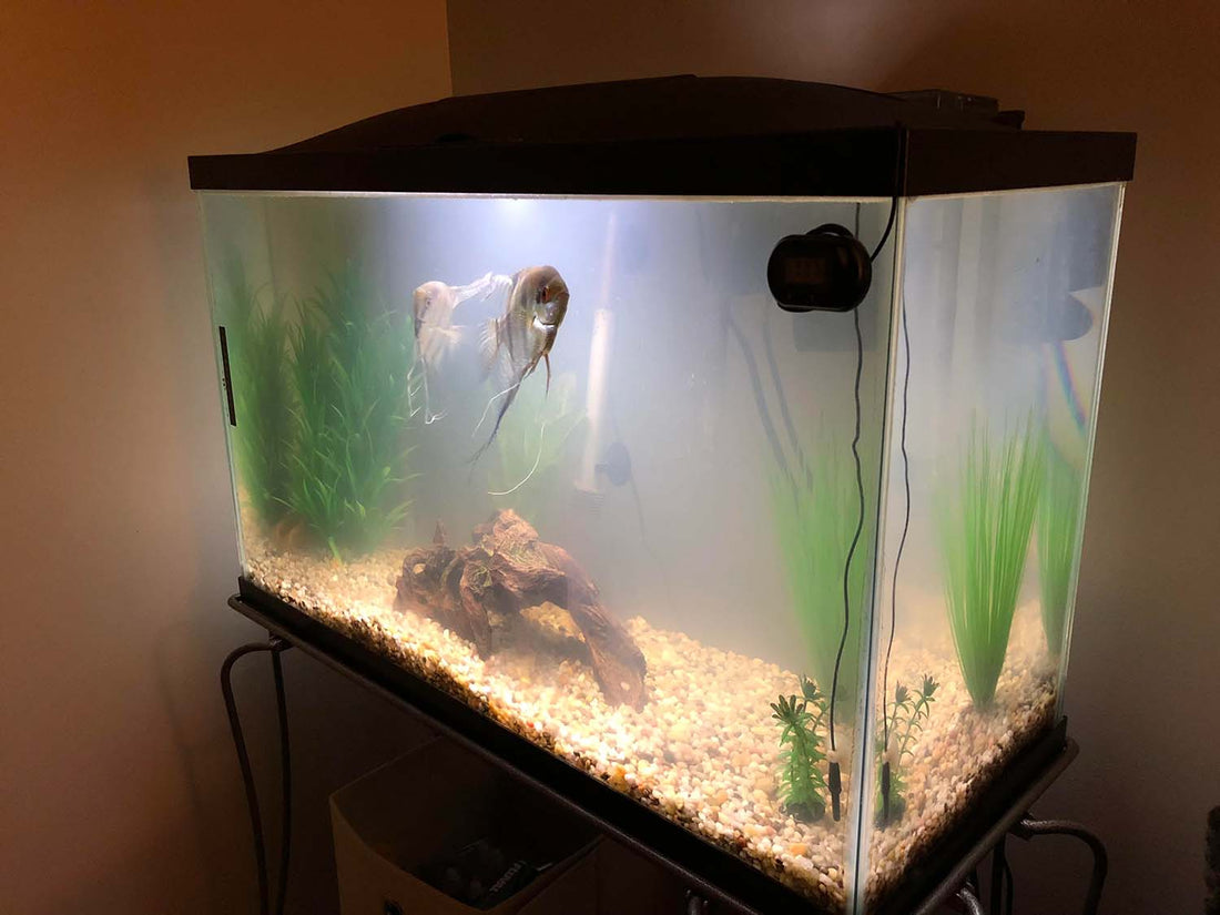 Navigating New Tank Syndrome: Causes, Symptoms, and Prevention Strategies