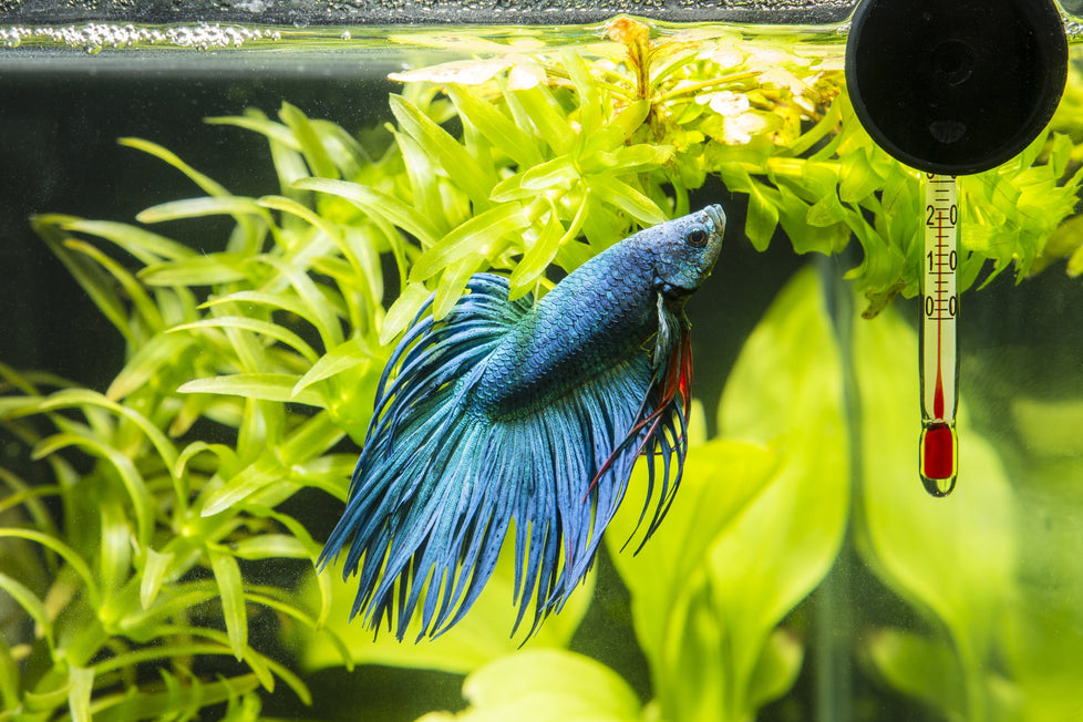 How High Temperatures Affect Fish: Signs, Risks & Prevention