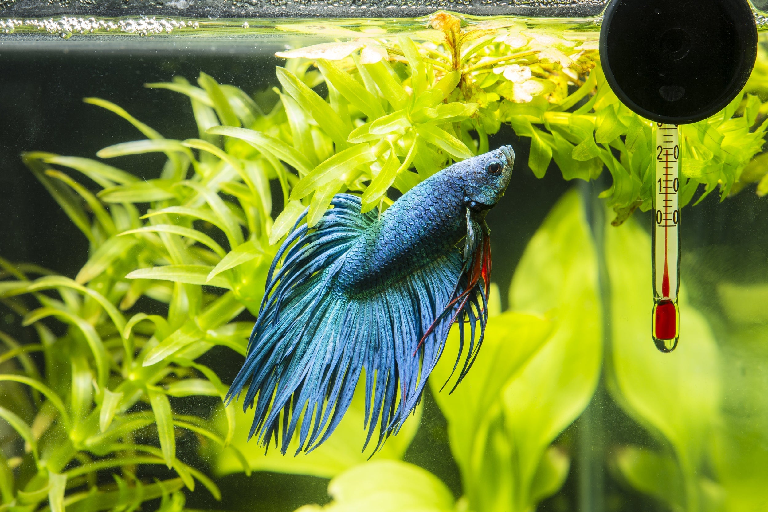 How High Temperatures Affect Fish: Signs, Risks & Prevention