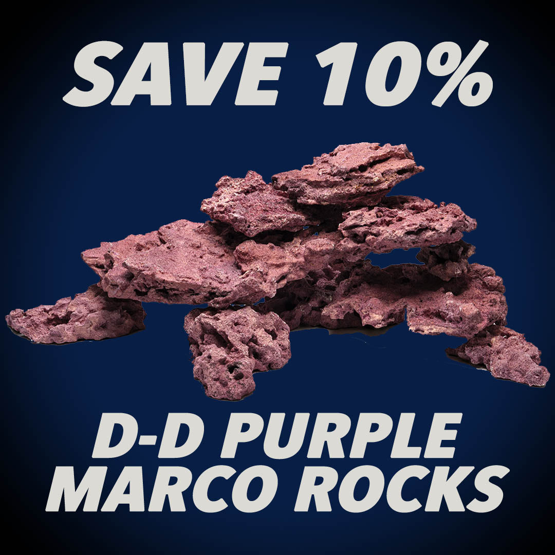 D-D Purple Marco Rocks