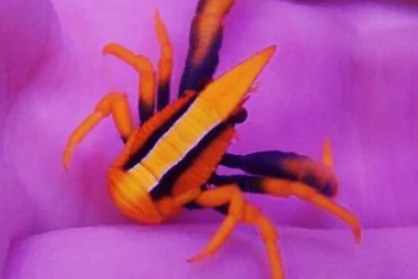 Shrimps
