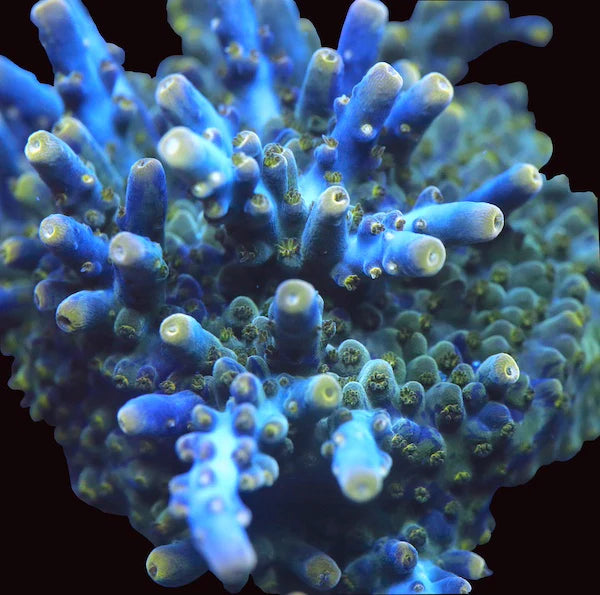 Corals