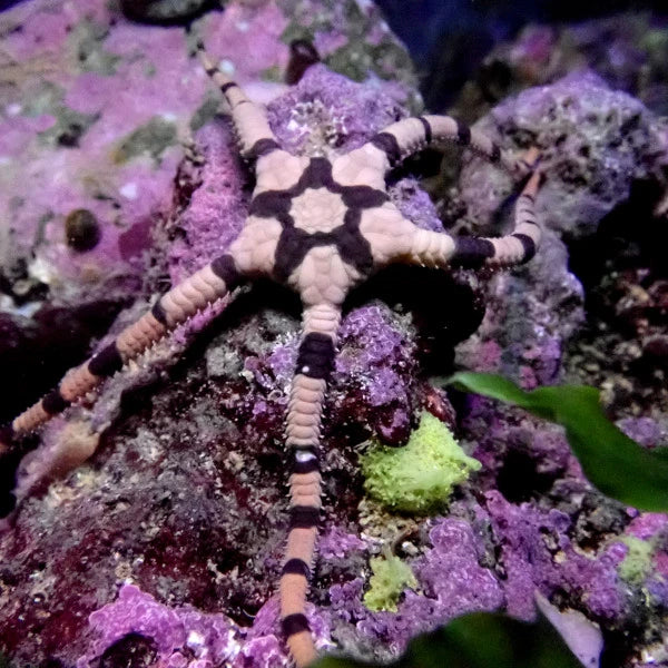 Starfish