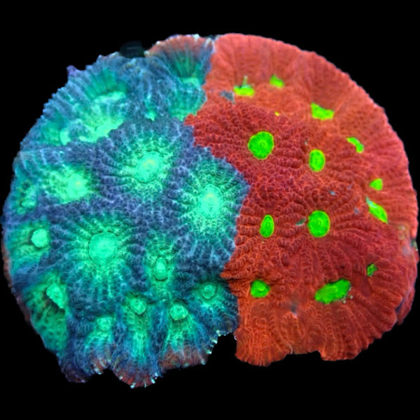 £15 Frags