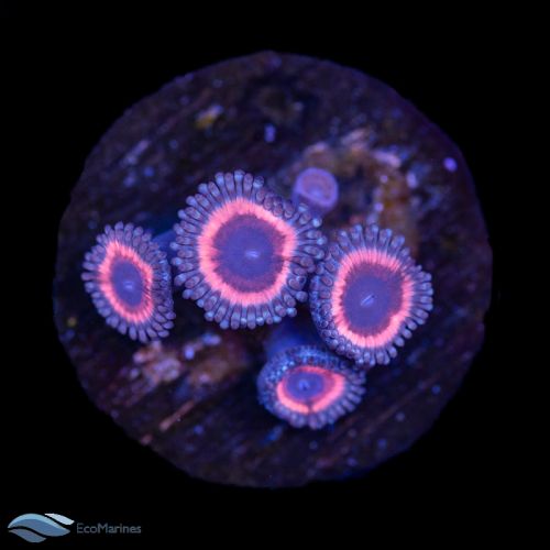 Stock Soft Corals
