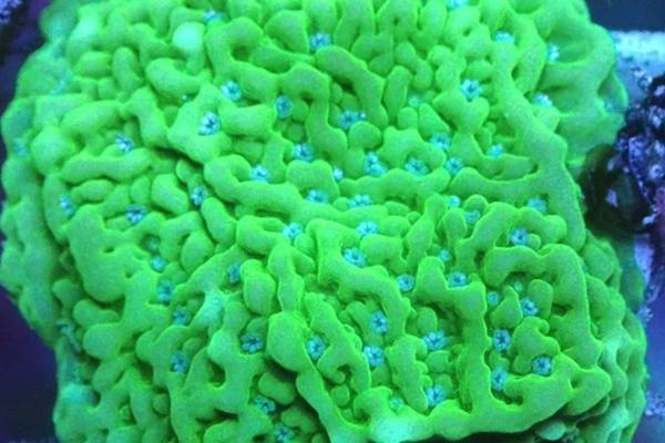 Hard Corals.