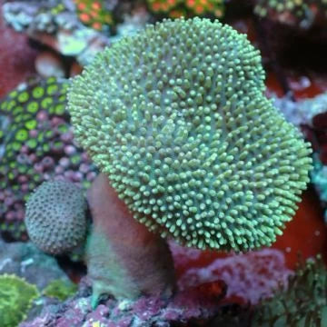 Leather Corals