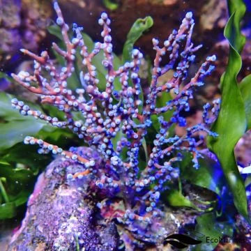 Sea Fans