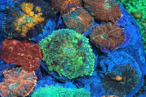 WYSIWYG Soft Corals