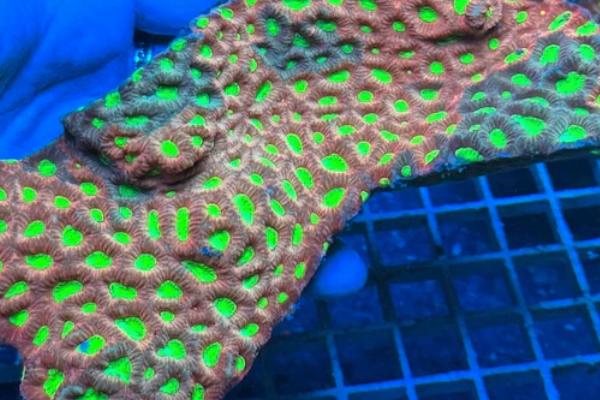 WYSIWYG Hard Corals
