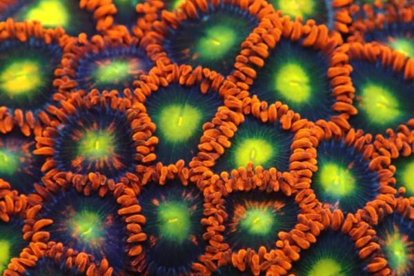 Soft Corals.