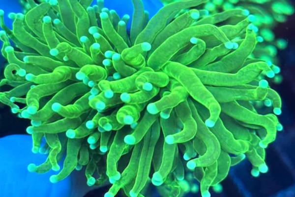Torch Corals