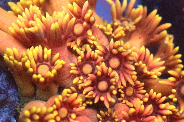 Goniopora