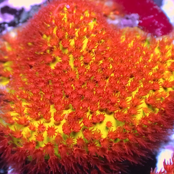 Encrusting Corals