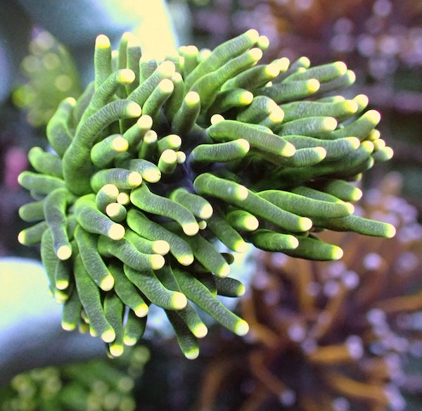 Sale Corals