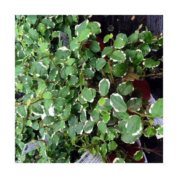 Live Plants