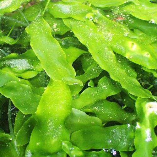 Macro Algae