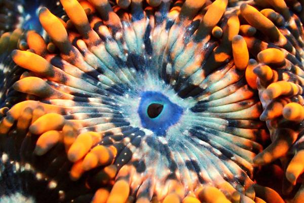 Zoas