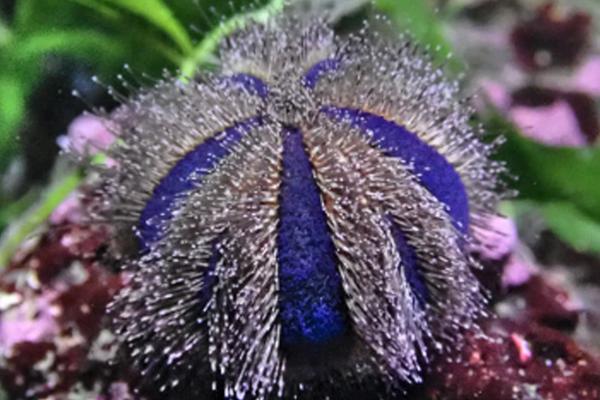 Urchins