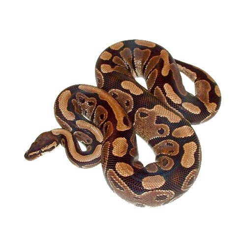 Snake Foods