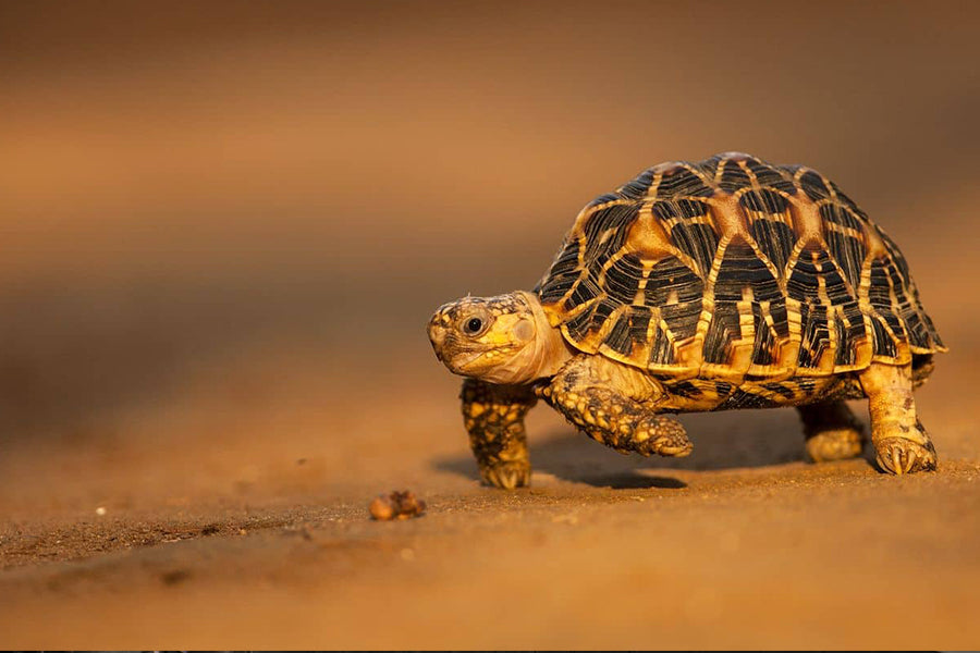 Tortoise Foods