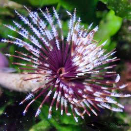 Tubeworms