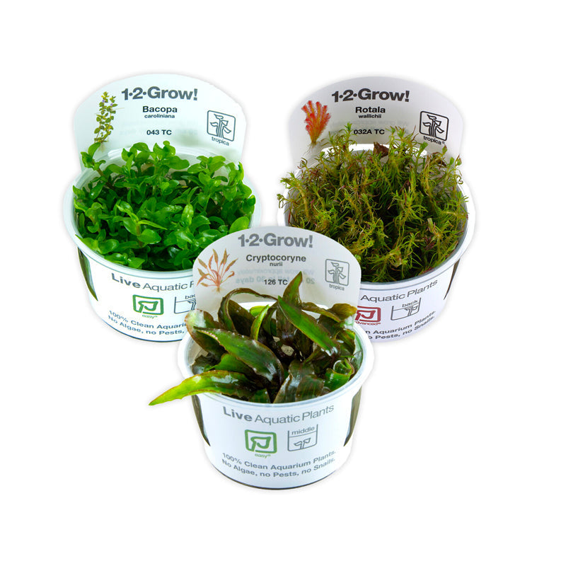 Aquatic Live Plants - Charterhouse Aquatics