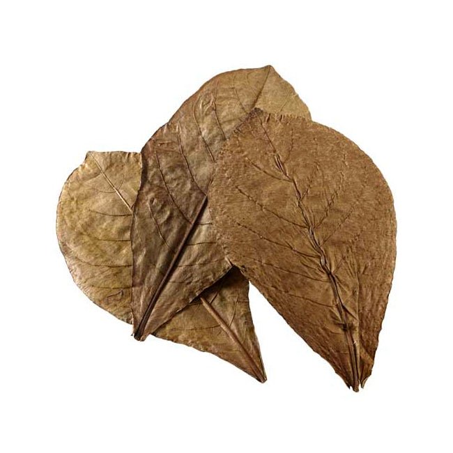 Botanicals - Charterhouse Aquatics