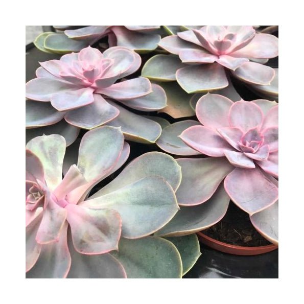 Desert Live Plants - Charterhouse Aquatics