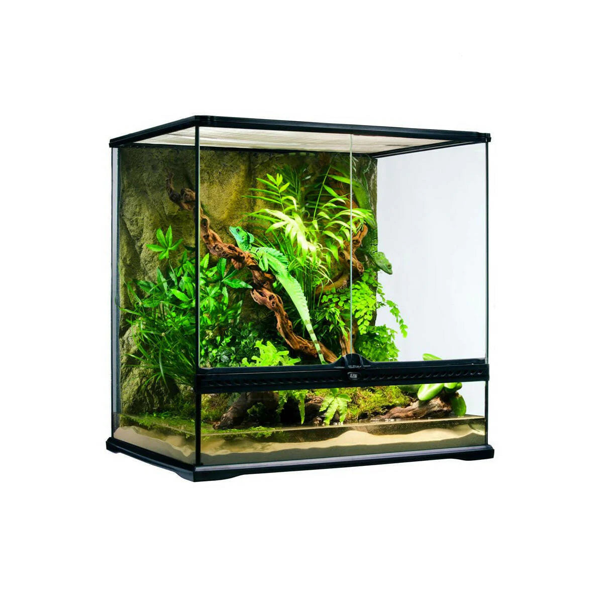 Reptiles