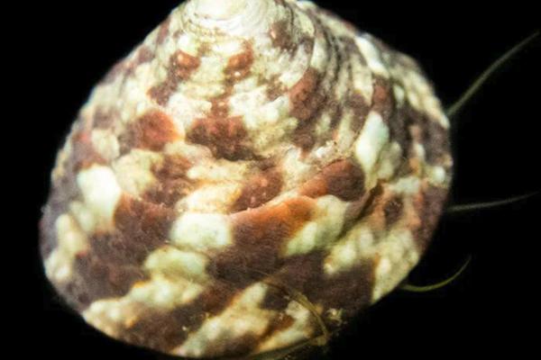 Snails