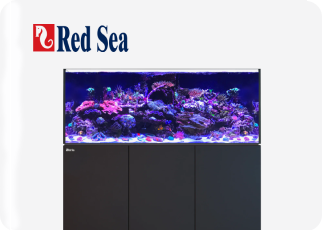 Red Sea