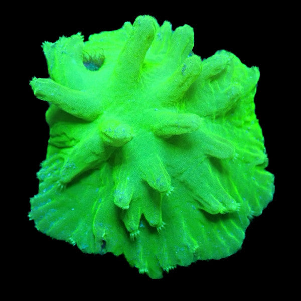 Leather Corals