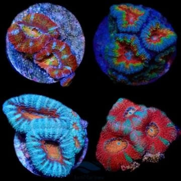 Hard Coral Packs