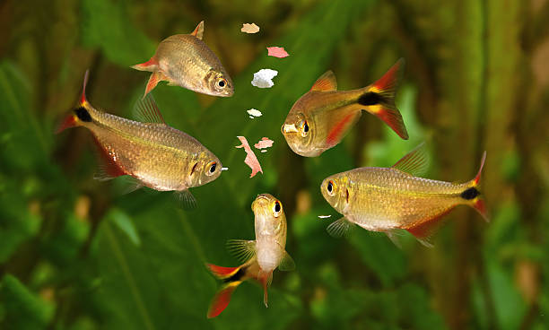 Freshwater Flake Food