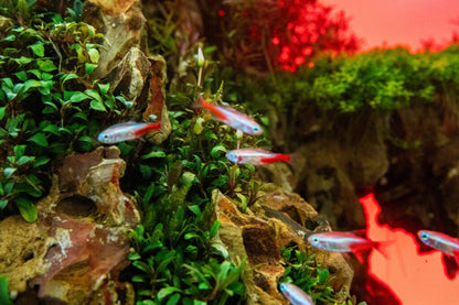 UNS Atmos Aquarium Light Background